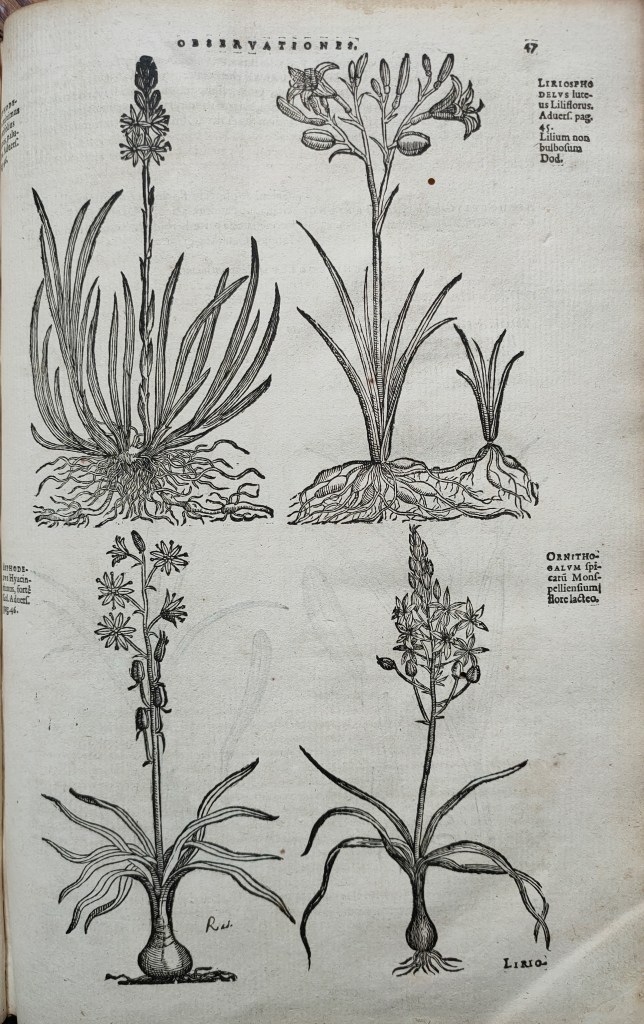 Mathias de Lobel Plantin : Christophe Plantin Anvers