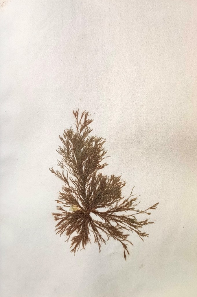 Alguiers Herbiers algues