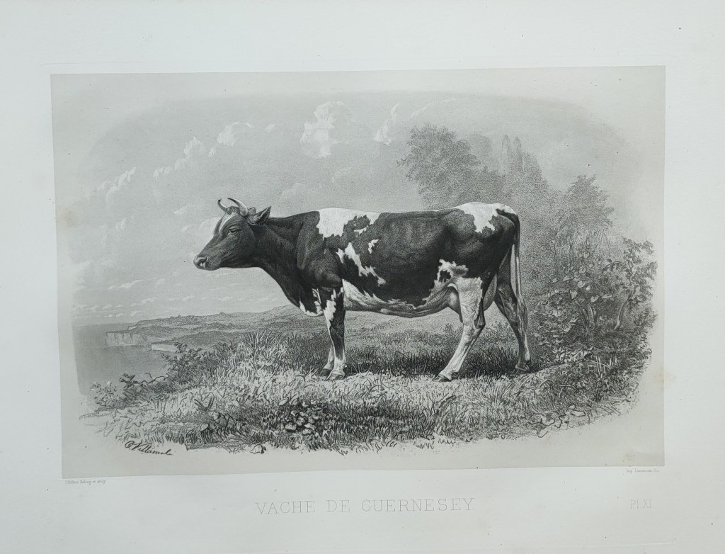 Emile Baudement races bovines atlas