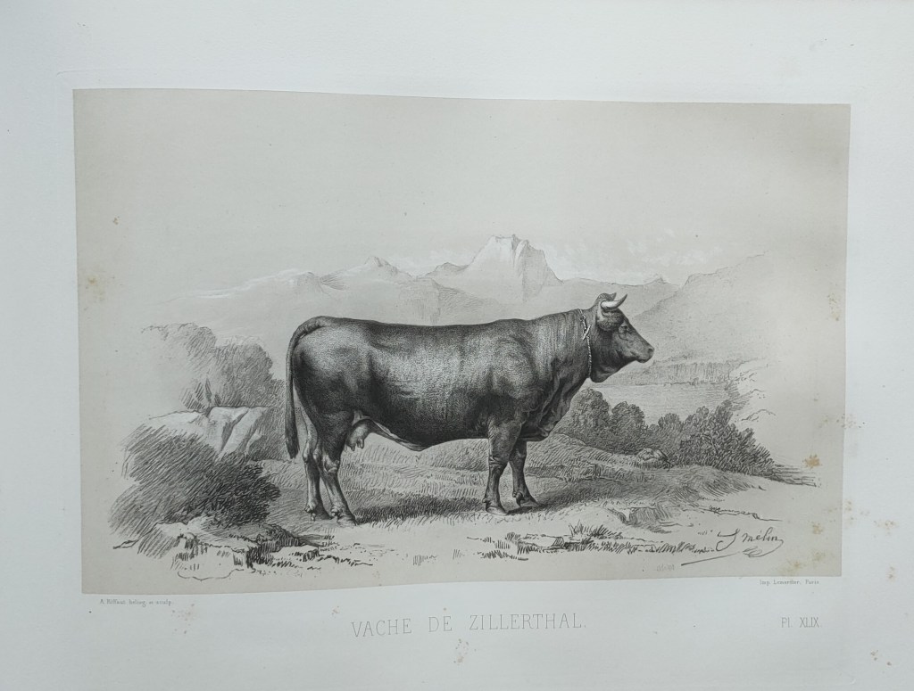 Emile Baudement races bovines atlas