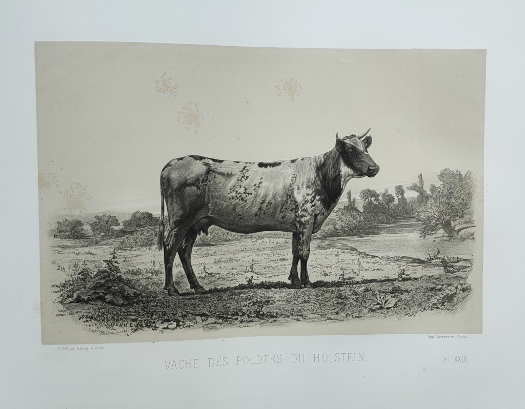 Emile Baudement races bovines atlas