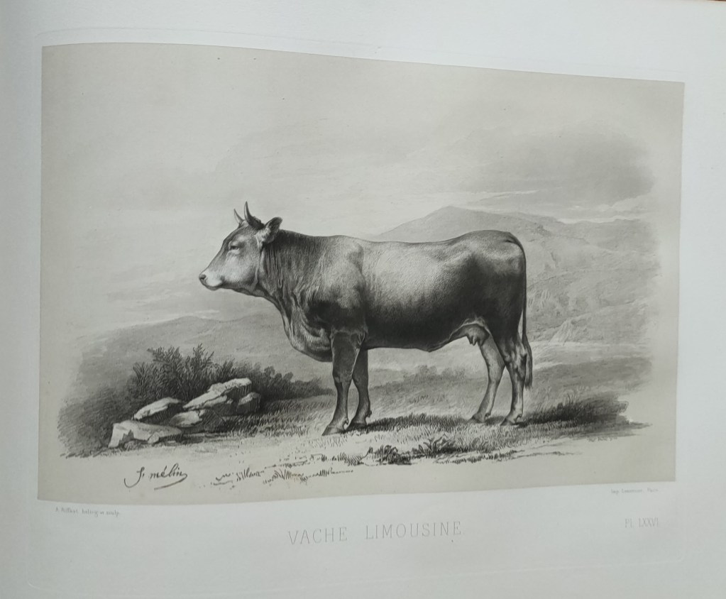 Emile Baudement races bovines atlas Rosa Bonheur