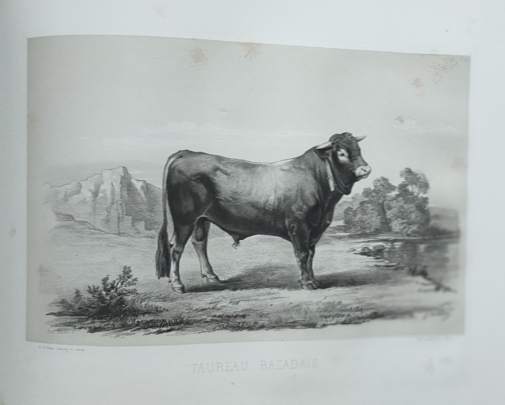 Emile Baudement races bovines atlas Rosa Bonheur