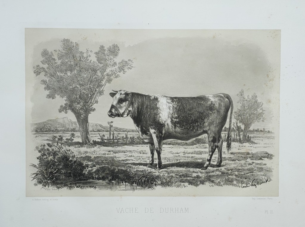 Emile Baudement races bovines atlas