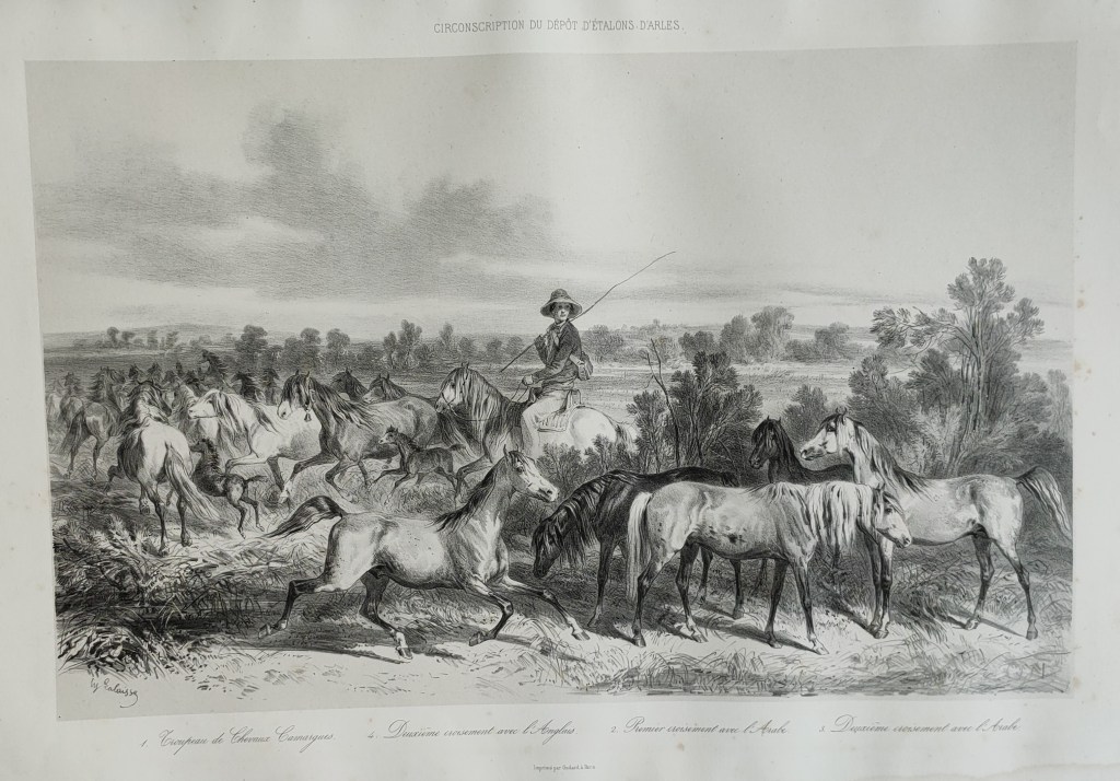 Hippolyte Lalaisse dessins de chevaux