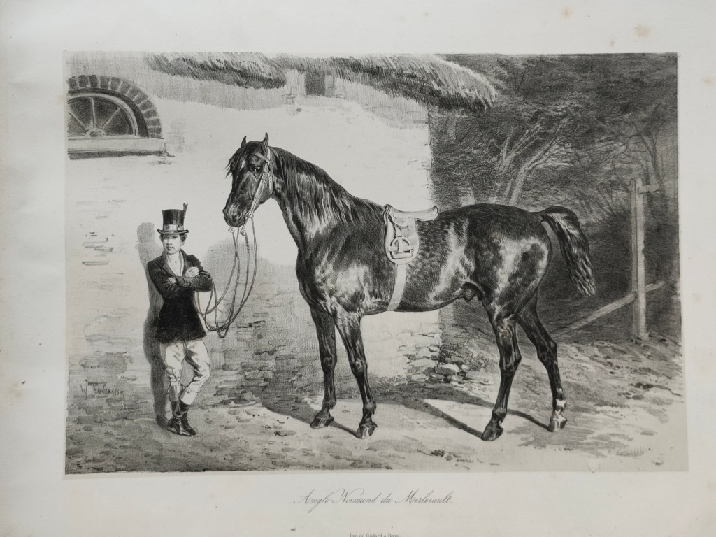 Hippolyte Lalaisse dessins de chevaux
