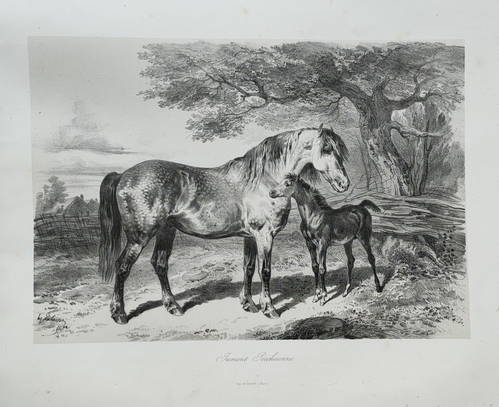 Hippolyte Lalaisse dessins de chevaux
