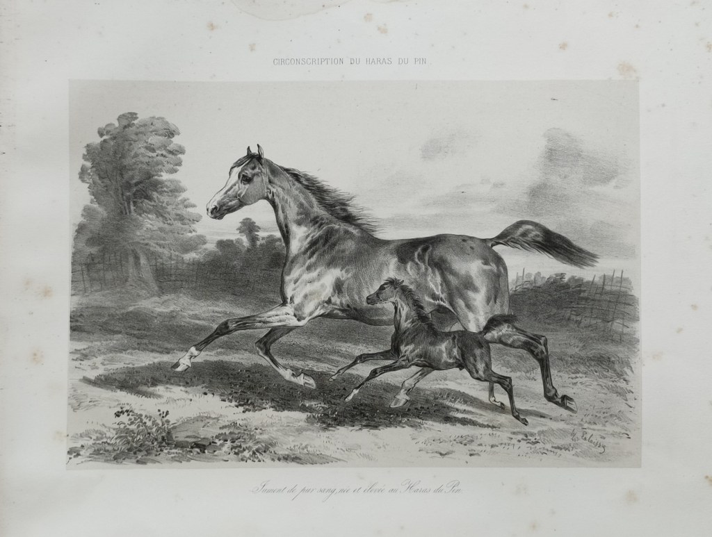 Hippolyte Lalaisse dessins de chevaux