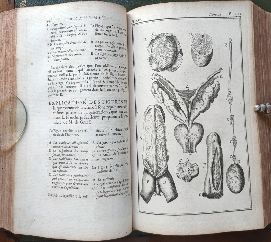 Jean Palfyn chirurgien anatomie : gravure représentant les parties de la génération