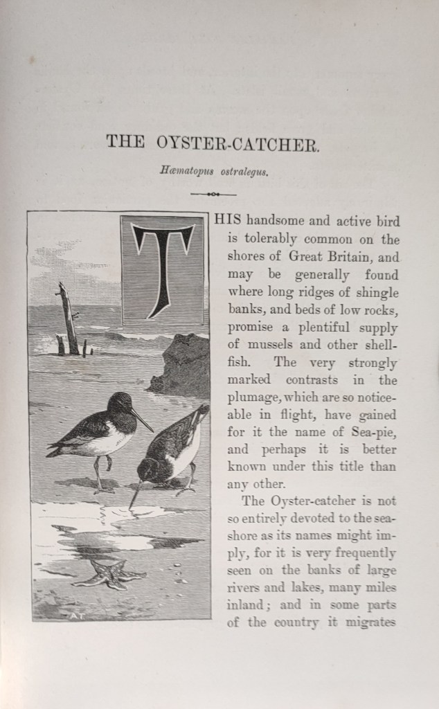 Walter Swaysland Familiar Birds :  the Oyster-Catcher