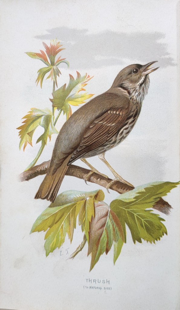 Walter Swaysland Familiar Birds : illustrations d'Archibald Thorburn et d'Eliza Turck, Thrush