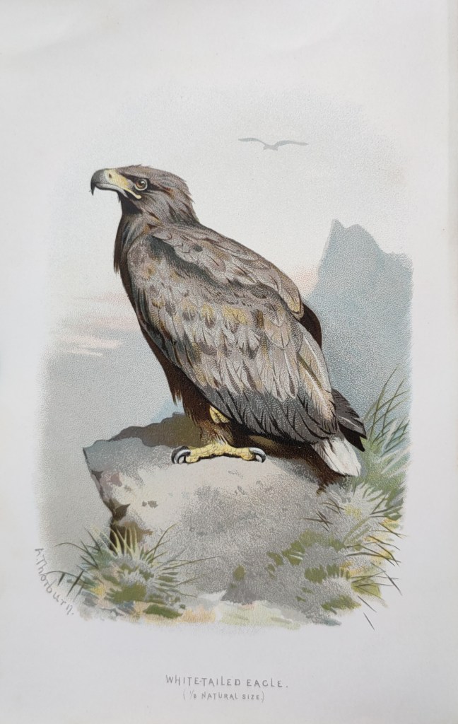 Walter Swaysland Familiar Birds :  Whitetailde Eagle